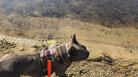 Entry image for Fiona. Clicking this image will show a larger photo