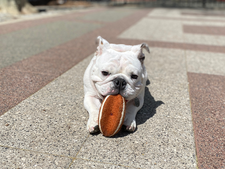 Entry image for Lucy. Clicking this image will show a larger photo