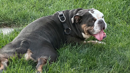 Entry image for Meatloaf. Clicking this image will show a larger photo