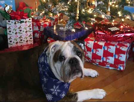 Entry image for Boomer. Clicking this image will show a larger photo