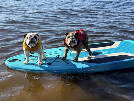 Entry image for Scipio & Augustus. Clicking this image will show a larger photo