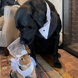 Entry image for Sweet Bunny and Dog