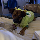 Entry image for Chico 