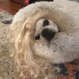 Entry image for Fabulous Frenchie 