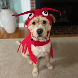 Entry image for Paddy 
