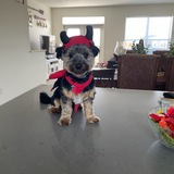 Entry image for Toby