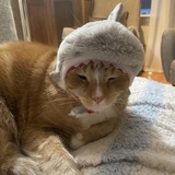 Entry image for Shark 