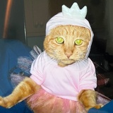 Entry image for Marmalade 