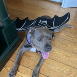 Entry image for Nala 