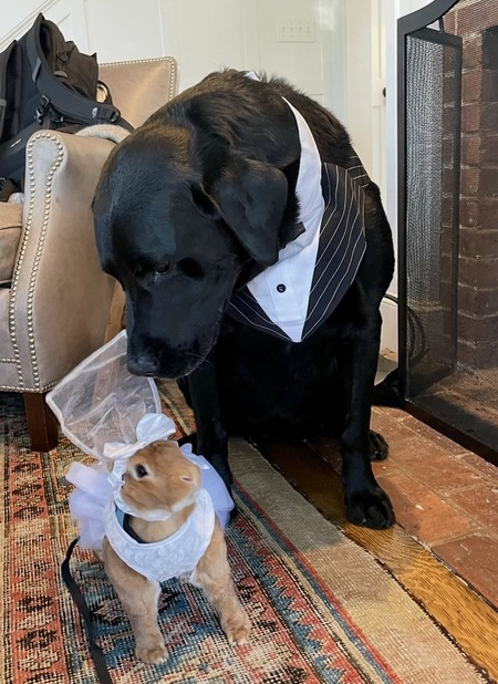 Entry image for Sweet Bunny and Dog. Clicking this image will show a larger photo