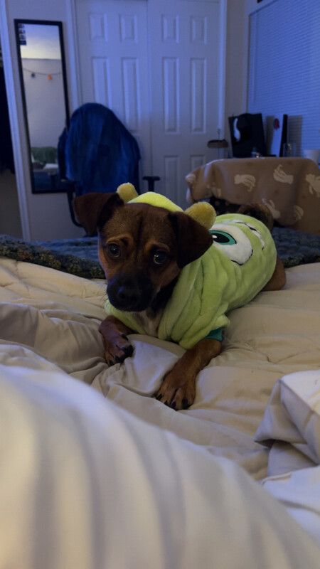 Entry image for Chico . Clicking this image will show a larger photo
