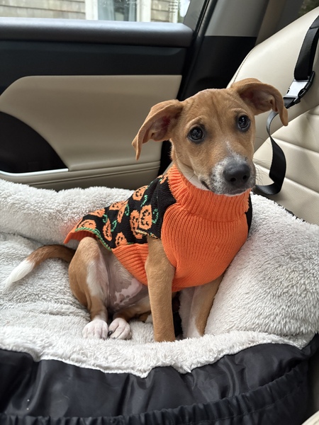 Entry image for Lulu . Clicking this image will show a larger photo