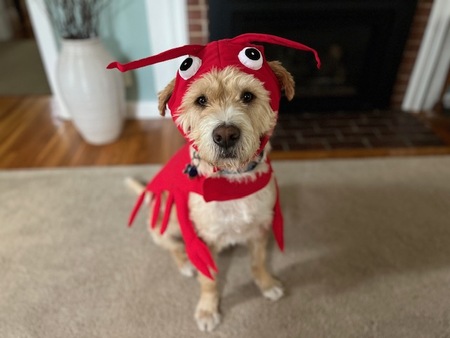 Entry image for Paddy . Clicking this image will show a larger photo