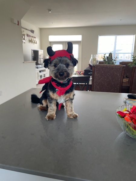 Entry image for Toby. Clicking this image will show a larger photo