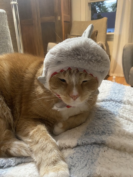 Entry image for Shark . Clicking this image will show a larger photo