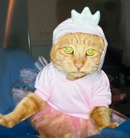Entry image for Marmalade . Clicking this image will show a larger photo