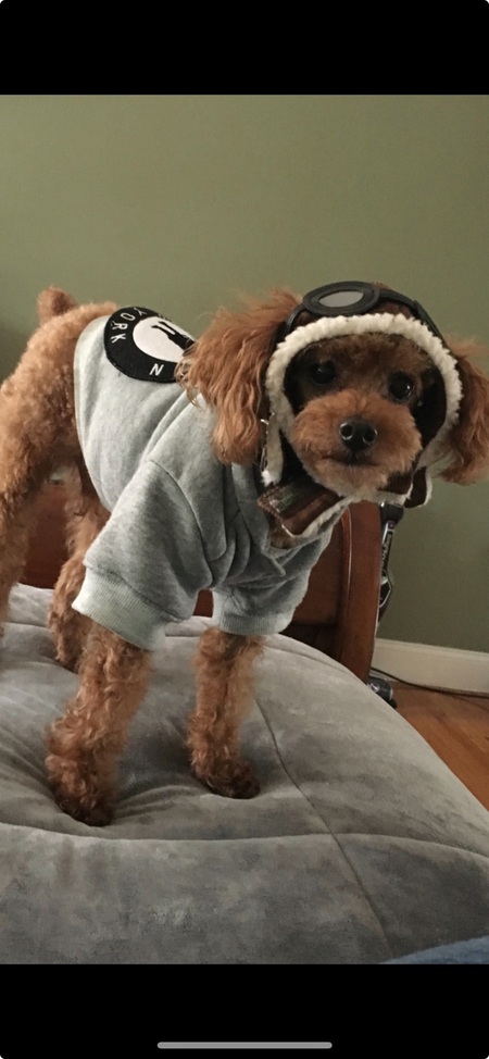 Entry image for Coco . Clicking this image will show a larger photo