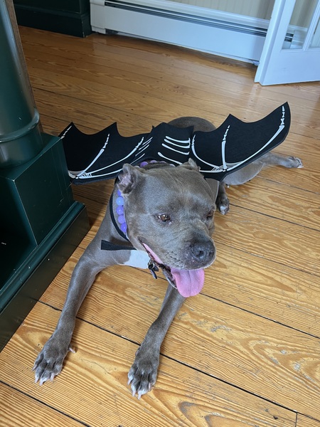 Entry image for Nala . Clicking this image will show a larger photo