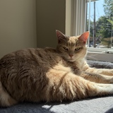 Entry image for Luna