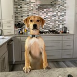 Entry image for Della