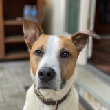 Entry image for Tank