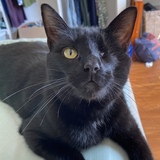 Entry image for Fury