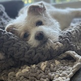 Entry image for Rumi