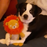 Entry image for Louie 