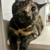 Entry image for Magnolia 