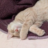 Entry image for Cayde