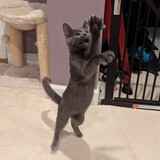 Entry image for Misaka