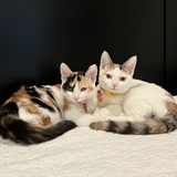 Entry image for Millie & Madeline