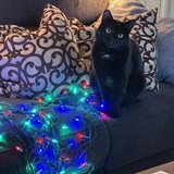 Entry image for Shashi