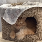 Entry image for Ravi