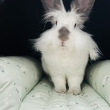 Entry image for Howie