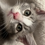 Entry image for Allegro