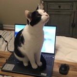 Entry image for Mooni