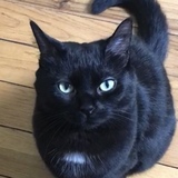 Entry image for Velvet