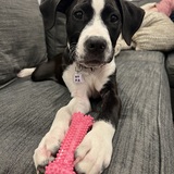 Entry image for Pepper