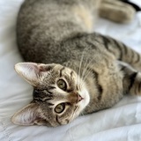 Entry image for Lilo