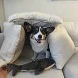 Entry image for Titus 