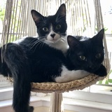 Entry image for Lemon and Lyla