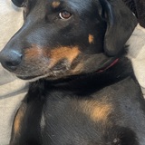 Entry image for Ripley