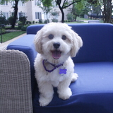 Entry image for Bentley