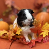 Entry image for Peter