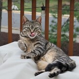 Entry image for Babycat