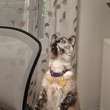 Entry image for Millie