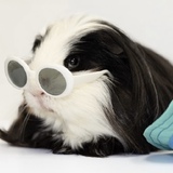 Entry image for Cilantro