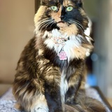 Entry image for Bella