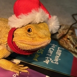 Entry image for Toothless